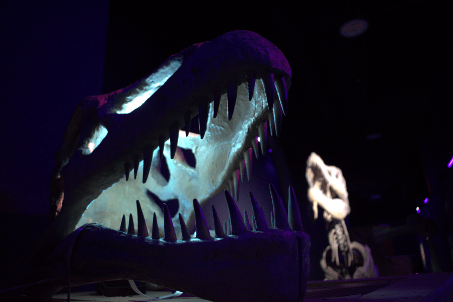 THE MUSEUM'S STORAGE