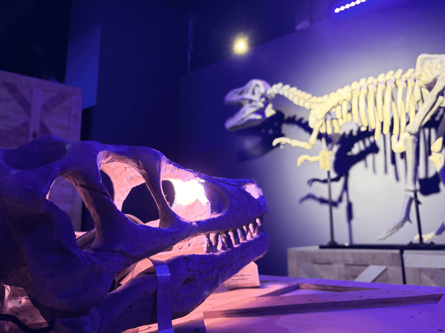 THE MUSEUM'S STORAGE